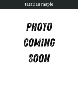 Photograph of champion Tatarian Maple