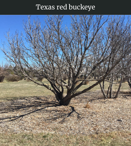 Photograph of champion Texas Buckeye