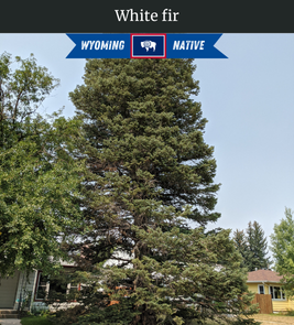 Photograph of champion White Fir
