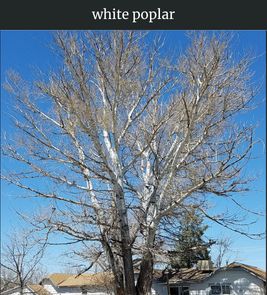 Photograph of champion White Poplar