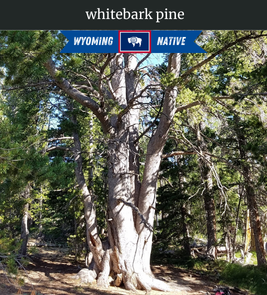 Photograph of champion Whitebark Pine