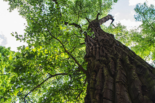 Forestry An artistic view of a tall tree, with deeply ridged bark and a wide, leafy canopy.