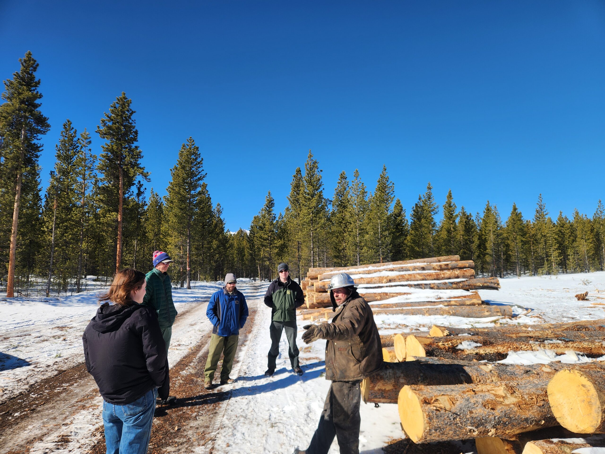 D5_timber sale