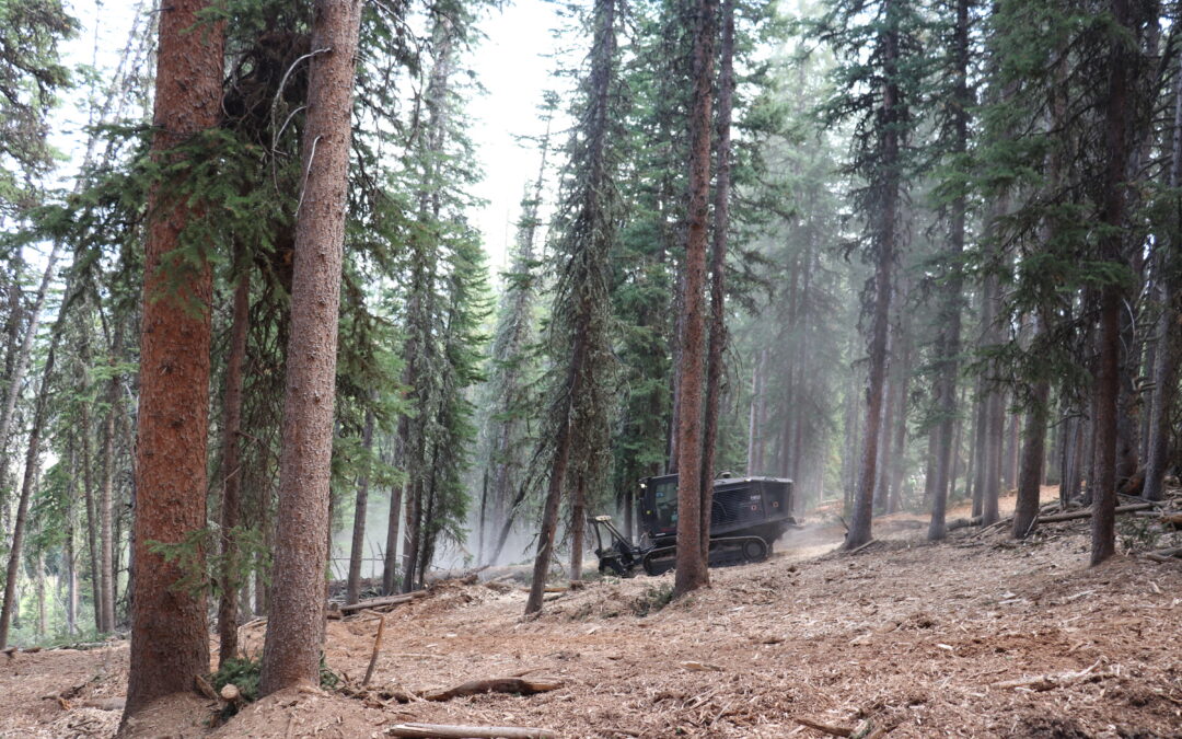 WSFD awards $3.5 million for forest health projects